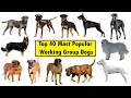 Top 40 Working Group Dog Breeds