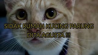 SIDAK RUMAH KUCING PARUNG   GIMANA KONDISINYA ?