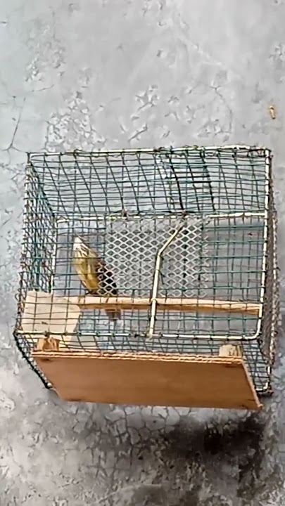 Suara burung ciung air gacor