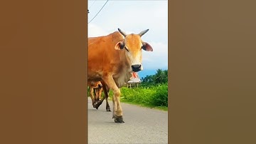 suara sapi memanggil kawan, suara sapi lucu, suara sapi jinak, #reel #sapilucu #cow