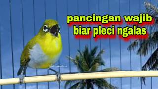 Pancingan‼️ Pleci Cepat Gacor || Pleci Ngalas 123 || Pleci Bustomi Gacor