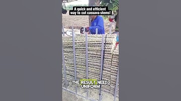 The Unique Way Farmers Cut Cassava Stems, So Fast!