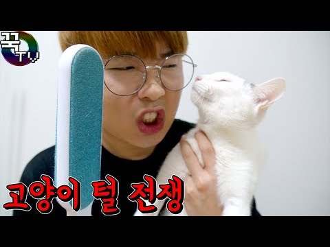고양이 털때문에 죽겠습니다... 전쟁을선포한다!! 꿀잼ㅋㅋ  [ 꾹TV ]