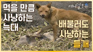 포식자 없는 제주를 점령한 들개. 제주에선 무슨 일이? | KBS 환경스페셜 080430 방송