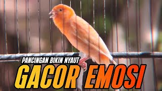 Download Lagu KENARI GACOR PANJANG Emosi Cuit Cuit NGEROL Ampuh utk Pancingan Kenari Paud dan MASTERAN MURAI BATU MP3