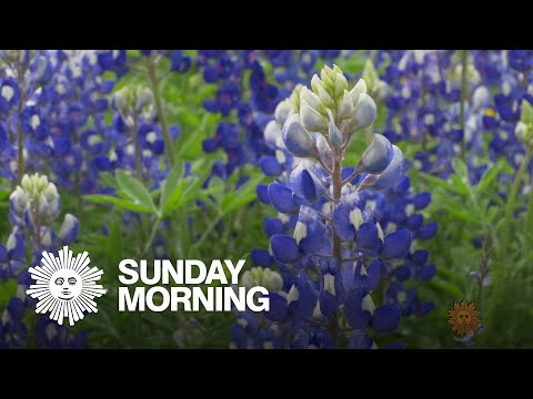 Video: Waar de Bluebonnets bloeien in Texas