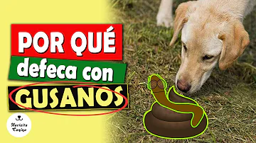 ¿Qué aspecto tienen las cacas de perro con gusanos?