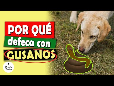 Video: Gusanos De Gancho En Caninos
