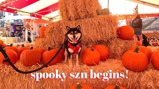 Shibe's First Pumpkin Patch! | Spooky Szn | Tiny Rick The Shibe by Tiny Rick The Shibe 2,153 views 2 years ago 3 minutes, 14 seconds