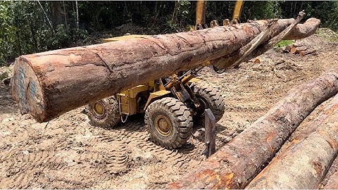 Incredible Action!! Whell Loader Operator Loading Wood with High skills onto a Logging Truck