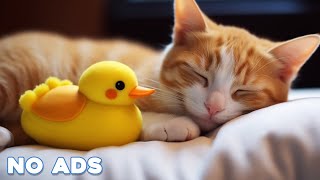 12 Hours Anti Anxiety Music For Cats  Stress Relief Music For Cats ♬ Calming Music For Cats