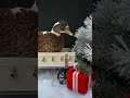 Merry Quackmas🎄🦆 #ShortsmasChallenge #Ducks #PetDucks #CallDucks #ChristmasPhotos