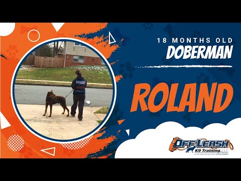 18-month-old-doberman,-roland!-best-doberman-dog-trainers-|-doberman-dog-training-|-off-leash-k9