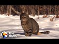 Guy Is Determined To Save Cat Living Out In The Snow | The Dodo