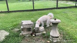 Schnoodle we rescued *adopted*