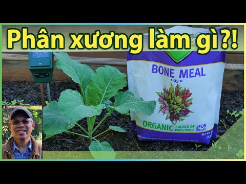 Video: Bone Meal Fertilizer: Cách Sử dụng Bone Meal Trên Hoa