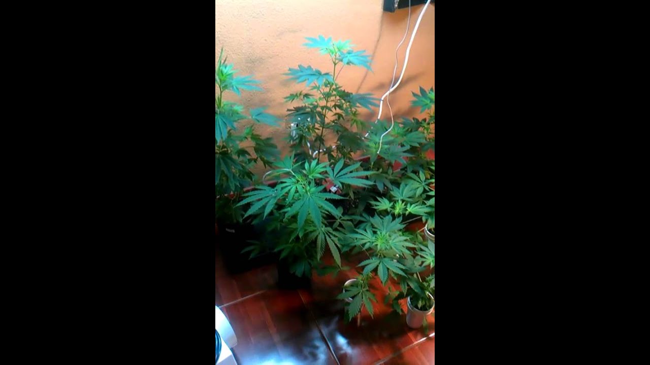 Indoor closet update new veg room