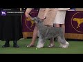 Standard Schnauzers | Breed Judging 2020 の動画、YouTube動画。