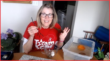 Sink or Float Science: Discovery at Home