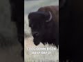 THIS BISON CAN LEGALLY PURCHASE ALCOHOL IN THE UNITED STATES 🇺🇸