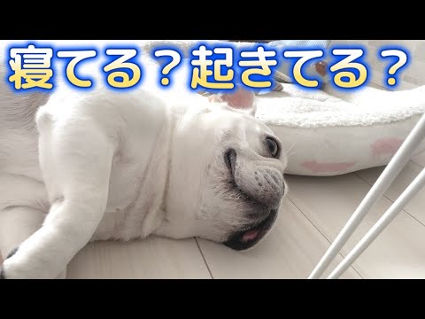 ポルコさんは寝てる?起きてる?【フレンチブルドッグ frenchbulldog】