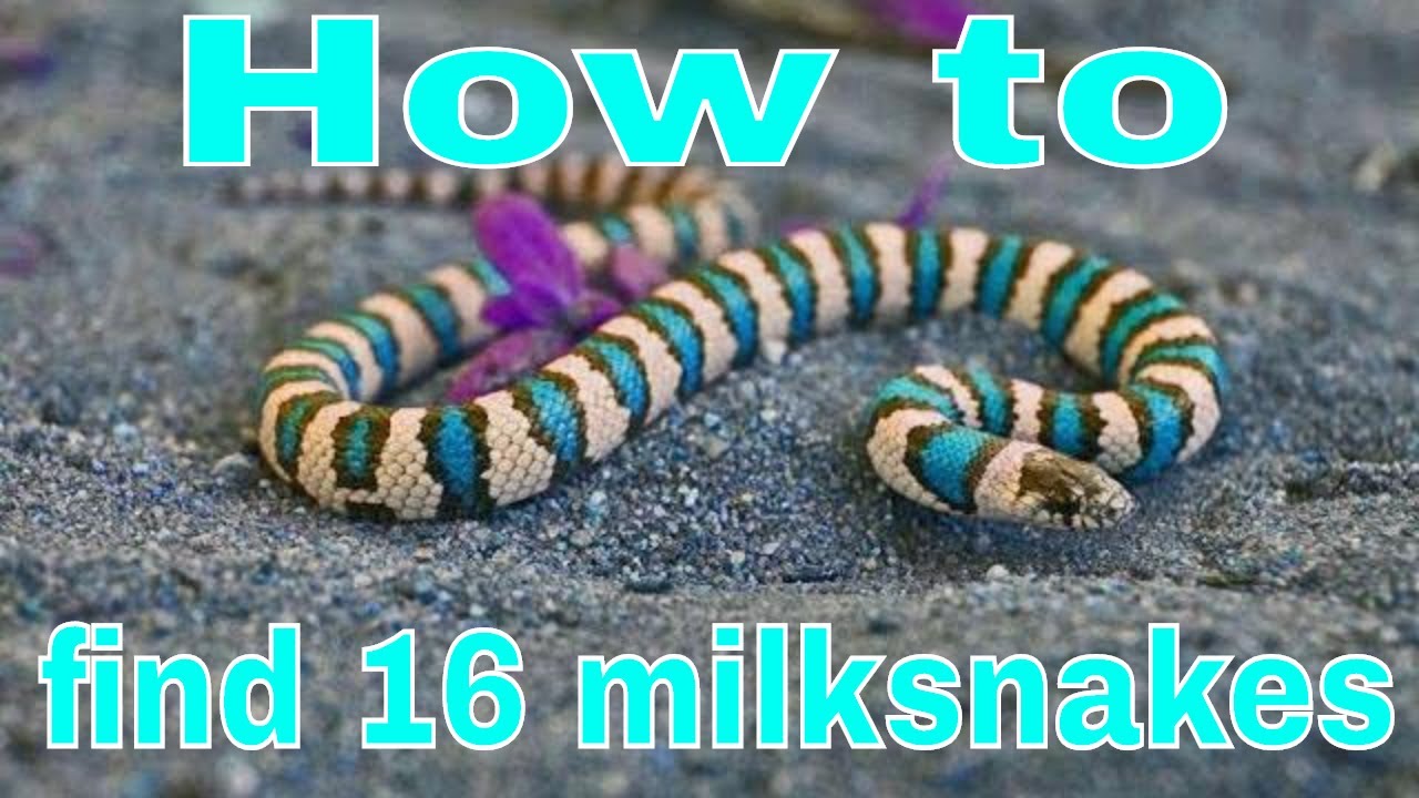milk snake vs copperhead How to find 16 milksnakes in 2 hours.