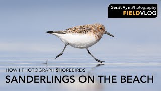 How I Photograph Shorebirds || Sanderlings on the Beach