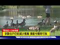 【CNN精選】阿拉巴馬州「擬撲殺雁鳥」爭議 居民救鳥行動｜TVBS新聞 @TVBSNEWS01