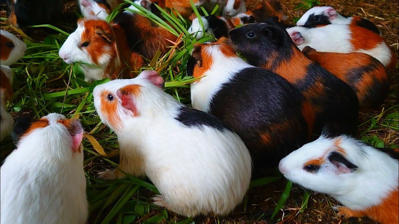 Guinea pigs eating ASMR , cute Guinea pigs eating ASMR, Guinea pig family eating videos 