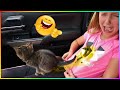 New Funny Dog And Cat 2023 😍🐶😻 Skibidi Toilet Cat and Dog 🤩Funniest Animals #273