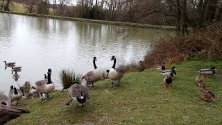 geese and ducks, wont let others on bank too share food. Millers pond.  jan 7 2024.