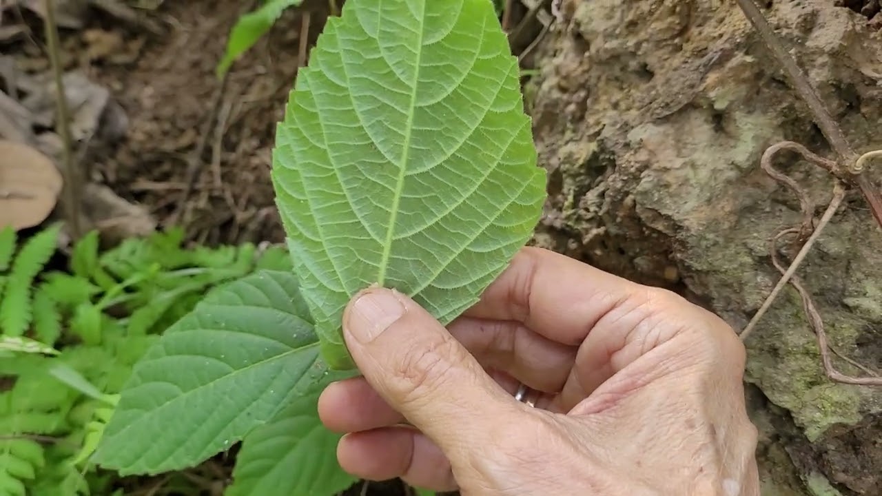 Cayratia pedata-a wild Grape species