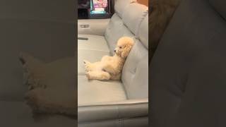 Funny Dogs reacting to TV #funny #pets #dog
