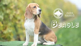 Beagle  Caracterísitcas, Origen, Temperamento y Cuidados