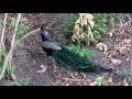 Peacock 2  - India
