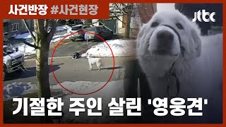 주인 갑자기 쓰러지자…"도와주세요" 트럭 세워 구한 '영웅' 반려견 / JTBC 사건반장