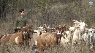 TV serijal “Riznice Srbije” - Balkanska koza (epizoda 6)