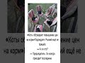«Коты обсуждают повышение цен на корм» #comedy #funny #шуточное #прикол #юмор #ржач #мемас #море