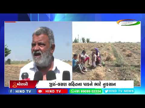 મોરબીના ઘુટુ ગામમાં કમોસમી વરસાદથી પાકને નુકસાન