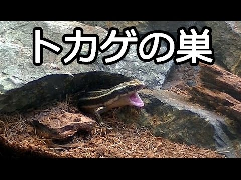 Lizard Nest! Made with Stacked Stones! [Vivarium] - YouTube