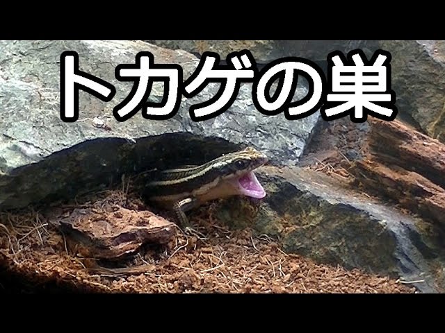 木の根、爬虫類の巣。 Lizard Nest! Made with Stacked Stones! [Vivarium] - YouTube