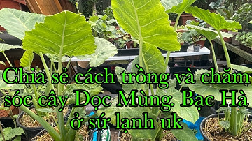 Chìa sẻ cách trồng và chăm sóc cây Bạc Hà. Dọc Mùng ở sứ lạnh uk