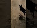 stick stoke #dog