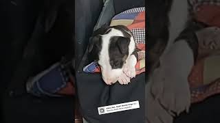 Bull Terrier Cachorro 1 Mes Luka