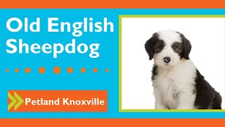 Old English Sheepdog Fun Facts by Petland Knoxville 14 views 2 months ago 1 minute