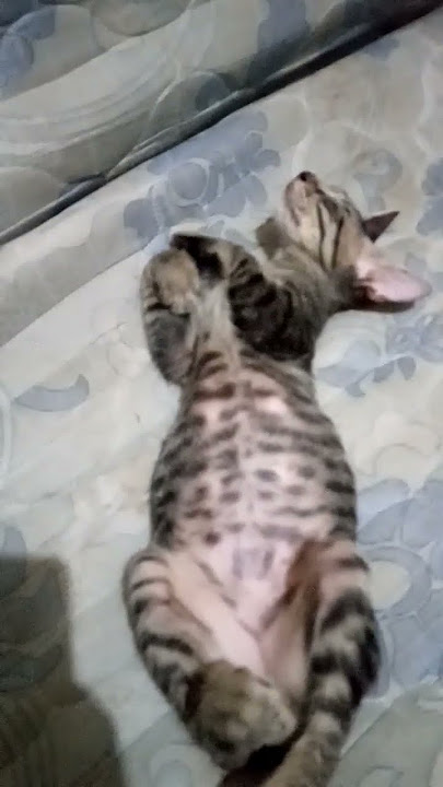 tidur lelap#youtubeshorts #shorts #cute #cat