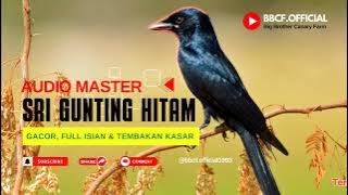 MASTERAN BURUNG SRIGUNTING HITAM GACOR FULL ISIAN & TEMBAKAN KASAR | 100% AMPUH@bbcf.official1993