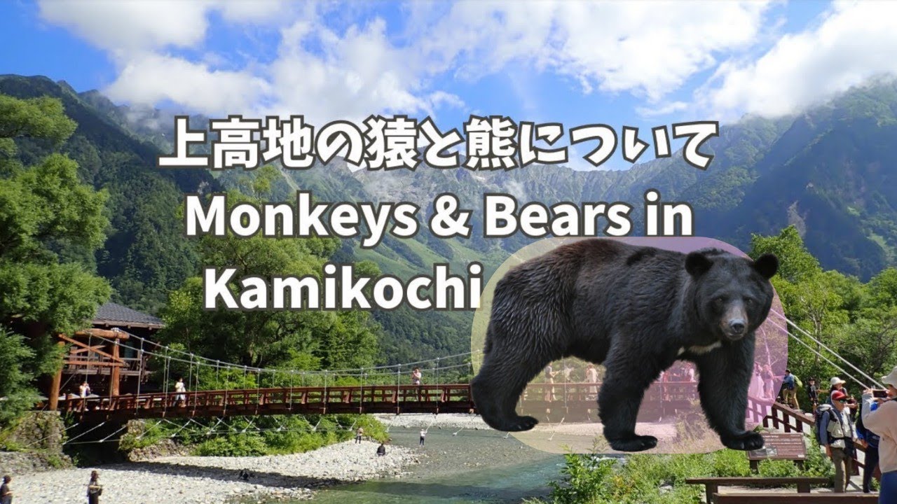 Monkeys Bears In Kamikochi Japan YouTube monkeys-bears-in-kamikochi-japan-youtube