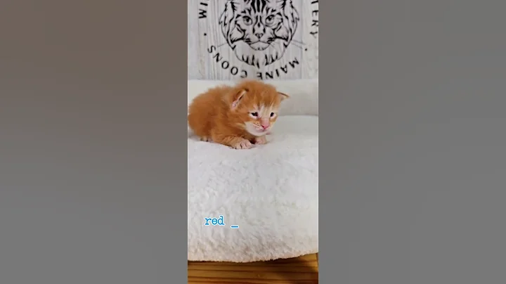 Watch the video about Rocky red tabby male kitten #mainecoon #catbaby #kitten #catvideos