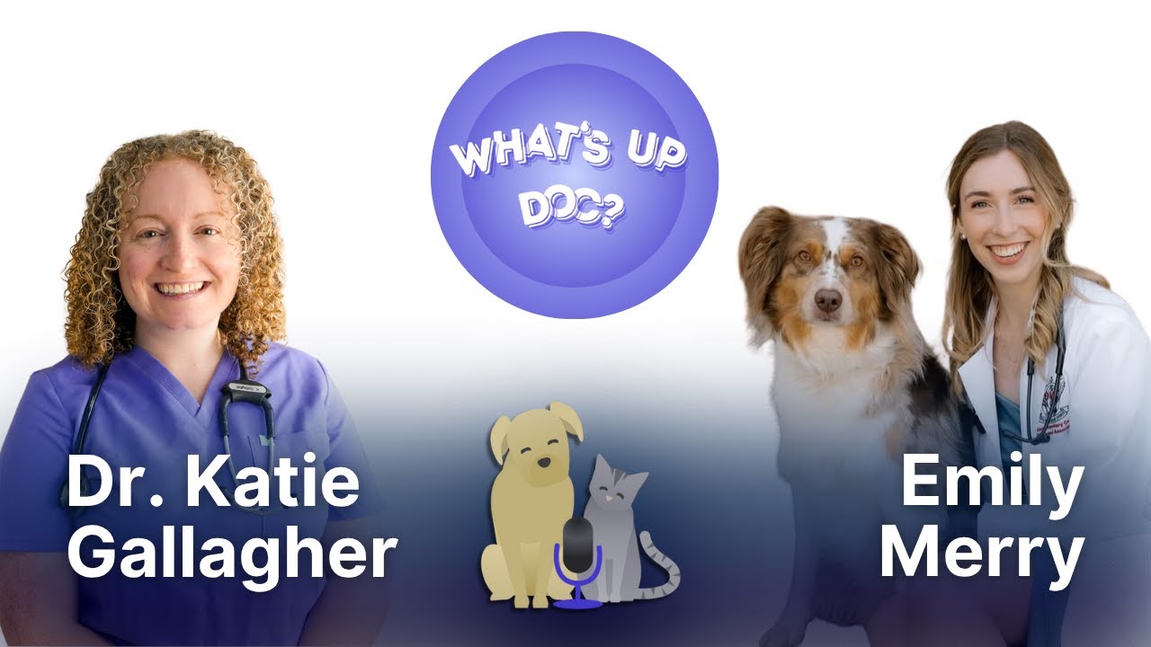 Vet School, Post-grad & the NAVLE with Emily Merry | What's Up Doc?